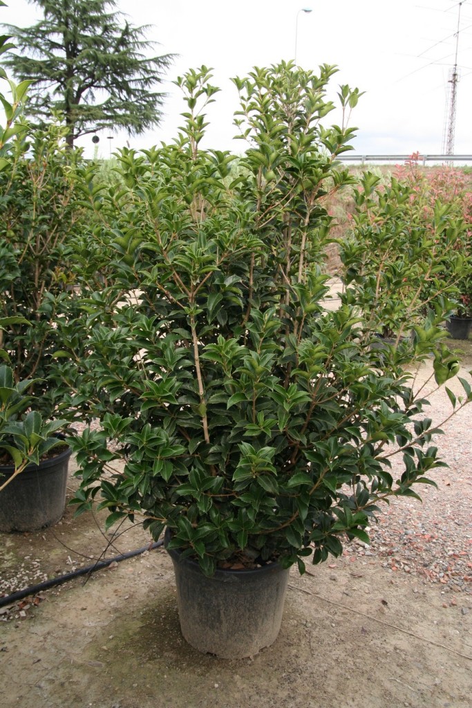 Osmanthus aquifolium - Vivai Piante Bani Angelo