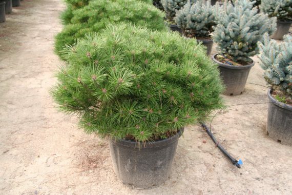 Pinus nigra nano