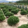 Pinus nigra nano